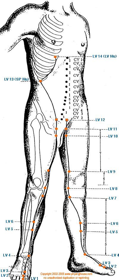 lv meridian|liver meridian location chart.